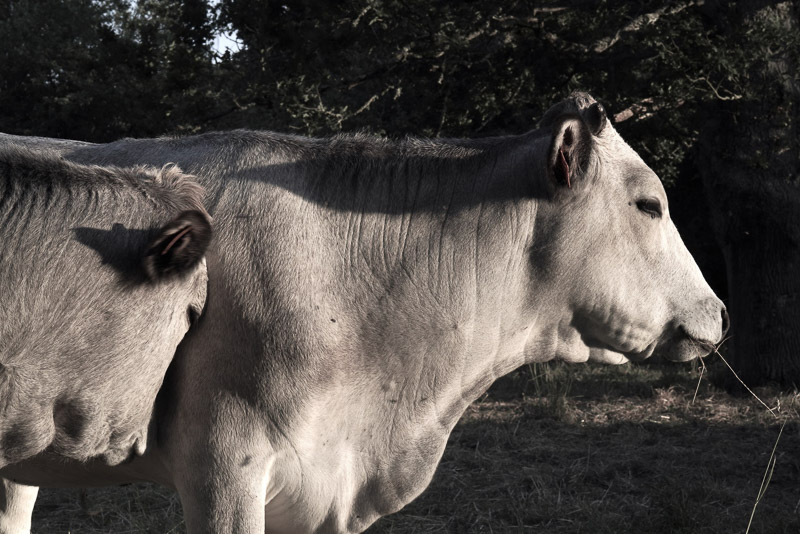 photographie couleur, deux vaches de profil