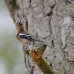 Lire la suite à propos de l’article  CONCOURS REGIONAL Image projetée NATURE – 2025 