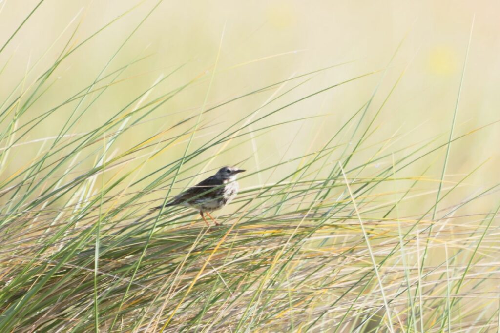 ALLAIN Vital - Pipit Farlouse
