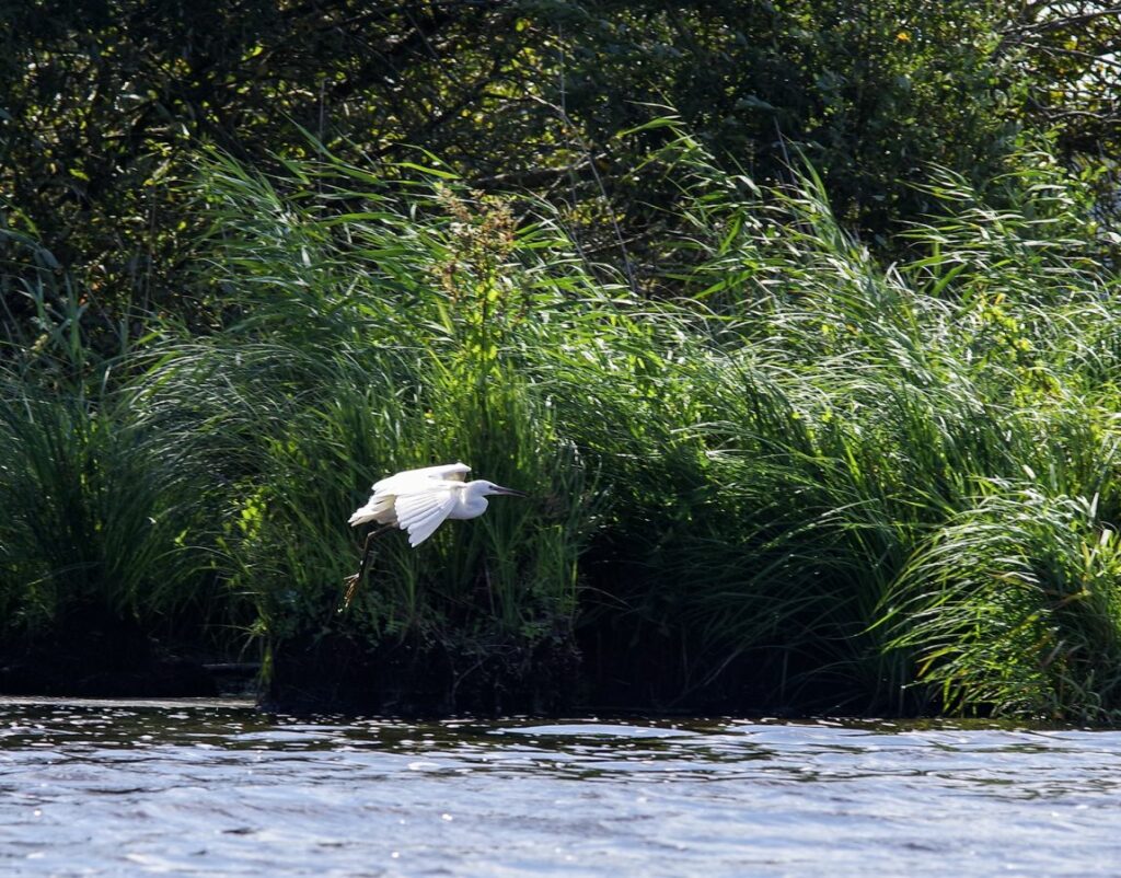 PASTUREL Denis - Aigrette Garzette